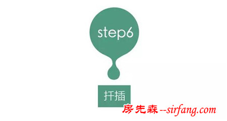 多肉繁殖｜扦插，從1到N ；美容整形