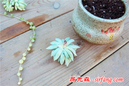 多肉繁殖｜扦插，從1到N ；美容整形