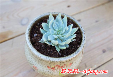 多肉繁殖｜扦插，從1到N ；美容整形