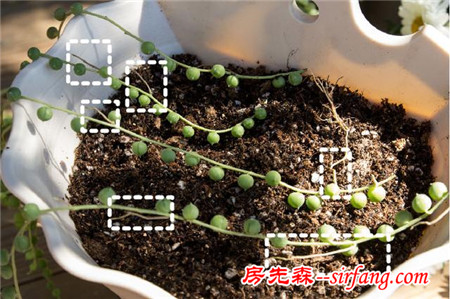 多肉繁殖｜扦插，從1到N ；美容整形