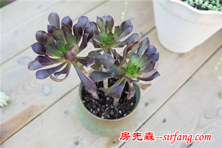 多肉繁殖｜扦插，從1到N ；美容整形