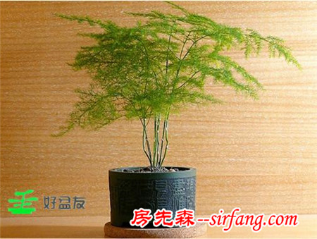 温文尔雅我自常在——文竹