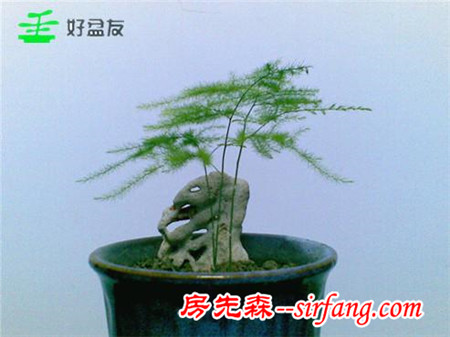 温文尔雅我自常在——文竹