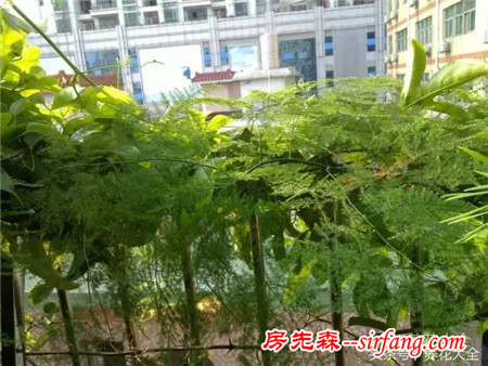 你见过哪些养成了瀑布的植物？