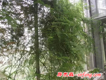 你见过哪些养成了瀑布的植物？