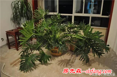 你见过哪些养成了瀑布的植物？