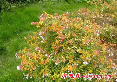 “花境”案例大本营，附部分花境植物材料！