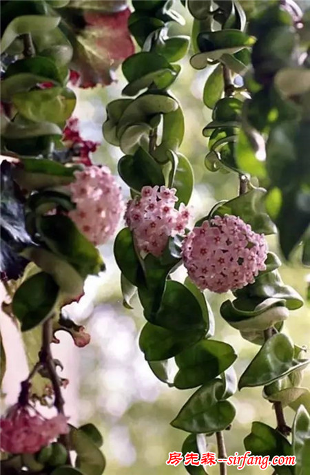 生活 | 种出来的植物窗帘，简直太美了