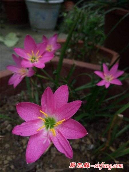 哪些花草让你感觉心情愉悦？你最爱什么花？