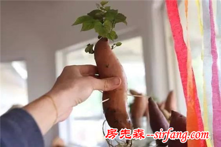 原来红薯盆景，不仅仅是颜值高，你种了哪些奇妙盆栽？
