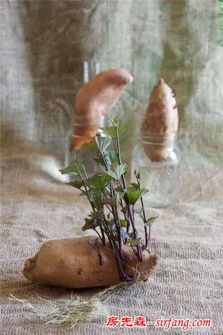 原来红薯盆景，不仅仅是颜值高，你种了哪些奇妙盆栽？