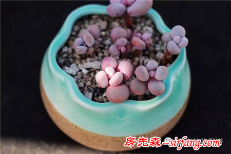 满露台的“肉包子”，斑驳光影下的肉肉好梦幻~