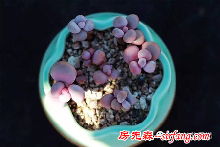 满露台的“肉包子”，斑驳光影下的肉肉好梦幻~
