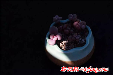 满露台的“肉包子”，斑驳光影下的肉肉好梦幻~