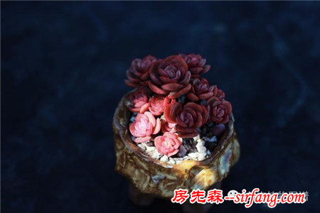 满露台的“肉包子”，斑驳光影下的肉肉好梦幻~