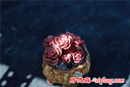 满露台的“肉包子”，斑驳光影下的肉肉好梦幻~