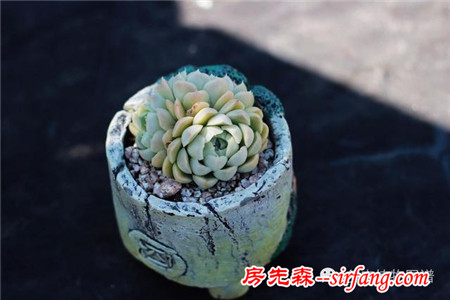 满露台的“肉包子”，斑驳光影下的肉肉好梦幻~