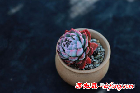 满露台的“肉包子”，斑驳光影下的肉肉好梦幻~
