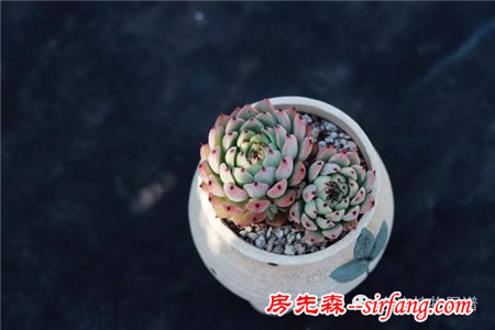 满露台的“肉包子”，斑驳光影下的肉肉好梦幻~