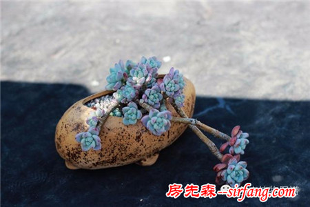 满露台的“肉包子”，斑驳光影下的肉肉好梦幻~