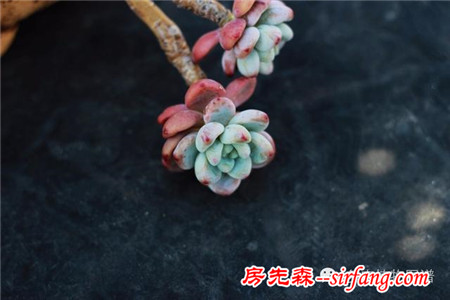 满露台的“肉包子”，斑驳光影下的肉肉好梦幻~