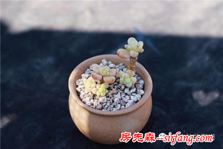 满露台的“肉包子”，斑驳光影下的肉肉好梦幻~