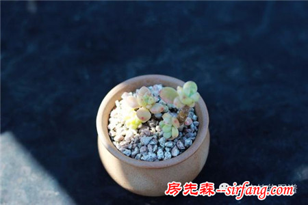 满露台的“肉包子”，斑驳光影下的肉肉好梦幻~