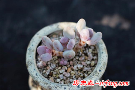 满露台的“肉包子”，斑驳光影下的肉肉好梦幻~