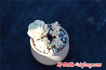满露台的“肉包子”，斑驳光影下的肉肉好梦幻~