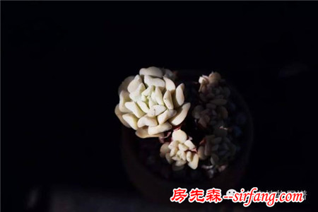 满露台的“肉包子”，斑驳光影下的肉肉好梦幻~