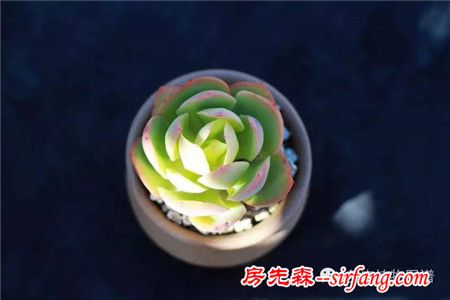 满露台的“肉包子”，斑驳光影下的肉肉好梦幻~