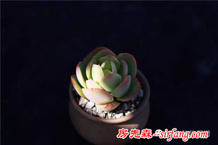 满露台的“肉包子”，斑驳光影下的肉肉好梦幻~