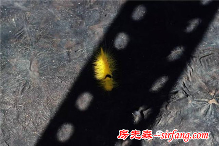 满露台的“肉包子”，斑驳光影下的肉肉好梦幻~