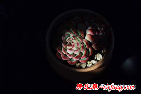 满露台的“肉包子”，斑驳光影下的肉肉好梦幻~