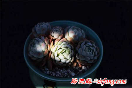 满露台的“肉包子”，斑驳光影下的肉肉好梦幻~