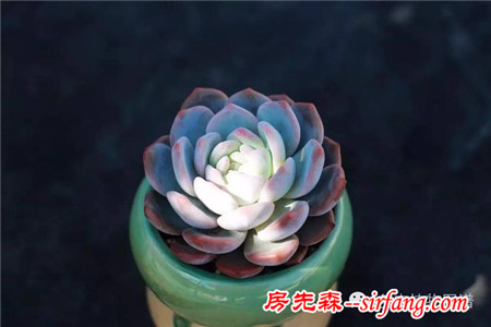 满露台的“肉包子”，斑驳光影下的肉肉好梦幻~