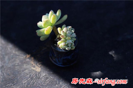 满露台的“肉包子”，斑驳光影下的肉肉好梦幻~