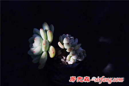 满露台的“肉包子”，斑驳光影下的肉肉好梦幻~