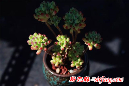 满露台的“肉包子”，斑驳光影下的肉肉好梦幻~