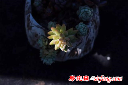 满露台的“肉包子”，斑驳光影下的肉肉好梦幻~