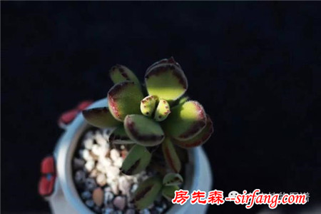 满露台的“肉包子”，斑驳光影下的肉肉好梦幻~