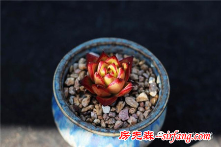 满露台的“肉包子”，斑驳光影下的肉肉好梦幻~