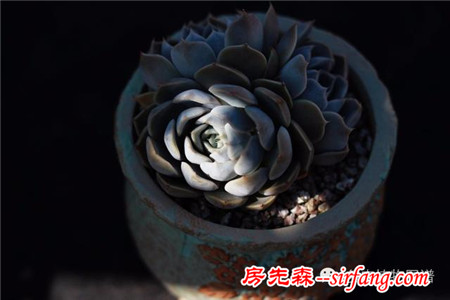 满露台的“肉包子”，斑驳光影下的肉肉好梦幻~