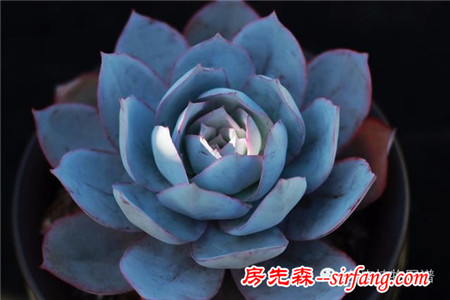 满露台的“肉包子”，斑驳光影下的肉肉好梦幻~