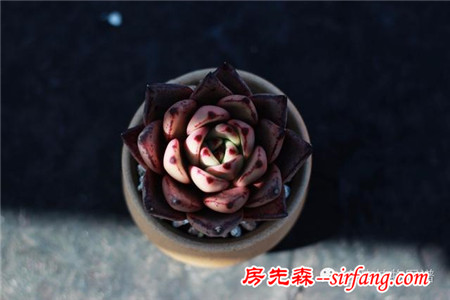 满露台的“肉包子”，斑驳光影下的肉肉好梦幻~