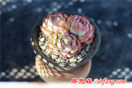 满露台的“肉包子”，斑驳光影下的肉肉好梦幻~