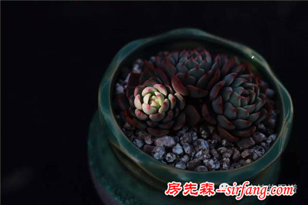 满露台的“肉包子”，斑驳光影下的肉肉好梦幻~