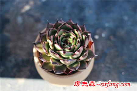 满露台的“肉包子”，斑驳光影下的肉肉好梦幻~