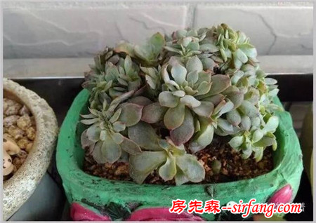 有了這幾招，媽媽再也不用擔(dān)心我的肉肉不服盆啦~