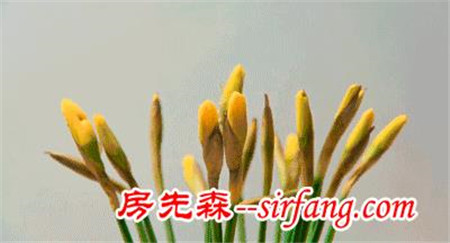 种花居然不用花盆的，这么酷，你试过吗？